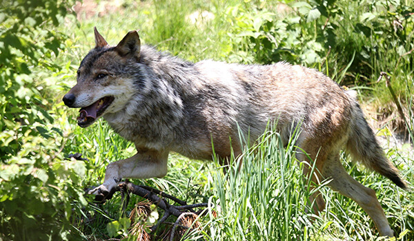 Photo: Wild Gray Wolf