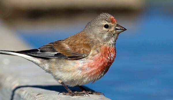 Photo: Linnet from the Red Book