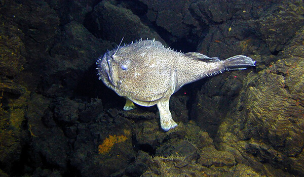 Photo: Angler fish