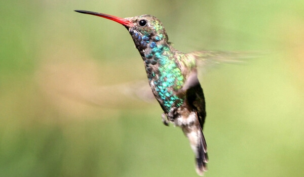 Foto: Hummingbird fra den røde bog