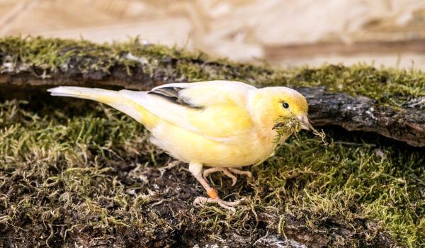Photo: Female Canary