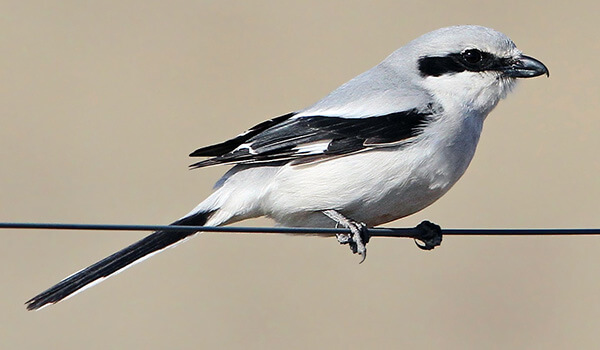 Photo: What the Gray Shrike looks like