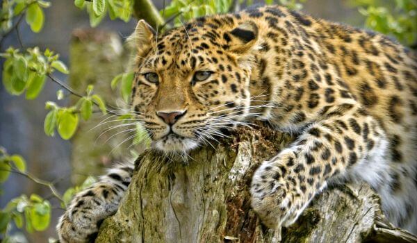 Foto: leopardo de Amur do Extremo Oriente