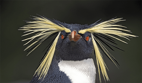 Photo: Great Crested Penguin