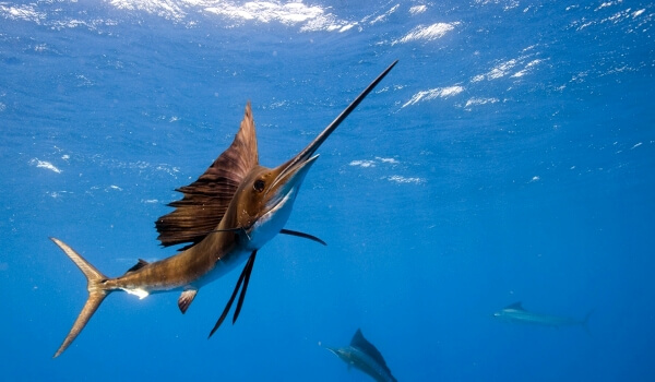 Photo: Sea fish sword