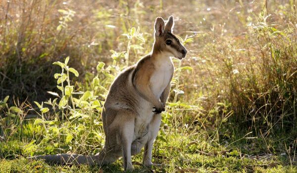 Photo: Wallaby Kangaroo