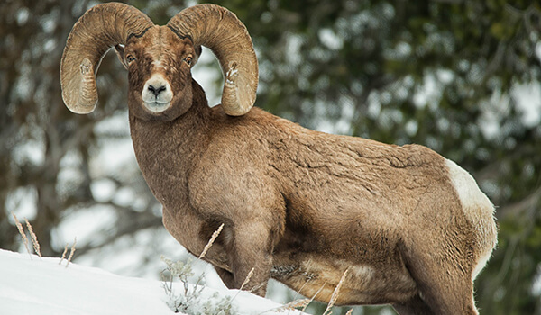 Photo: Mountain sheep from the Red Book