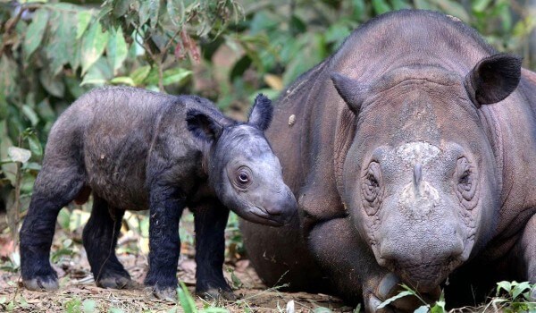 Photo: Sumatran Rhino Cub