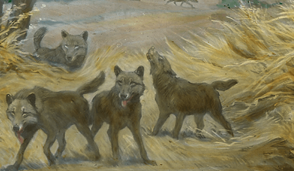 Photo: Dire Wolf Cubs