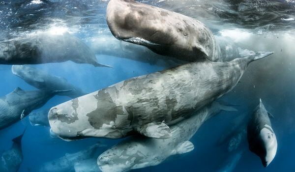 Photo: A sperm whale calf