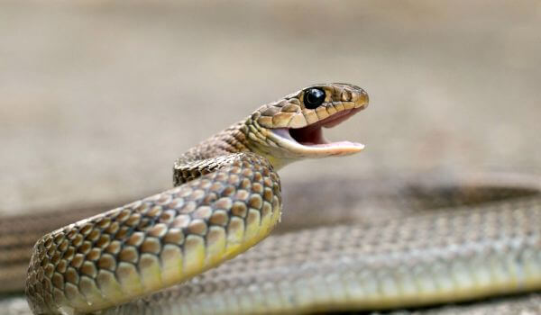 Photo: Yellow-bellied snake from the Red Book