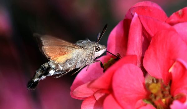 Photo: Hawk Moth