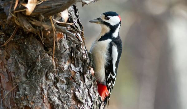 Photo: Spotted woodpecker in nature