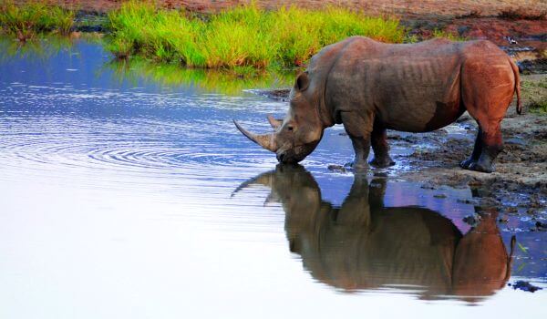 Photo: White Rhino from the Red Book
