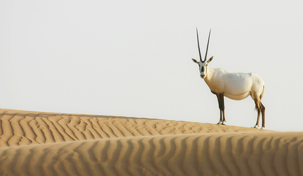 Photo: Arabian oryx in the desert
