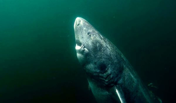 Photo: Greenland Shark
