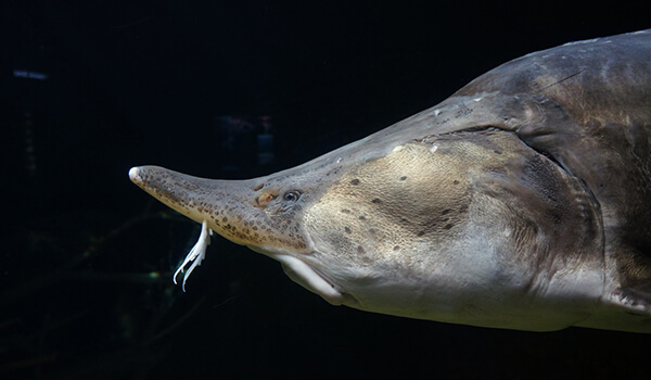 Photo: Big Beluga Fish