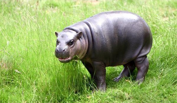 Foto: Hipopótamo pigmeo en la naturaleza