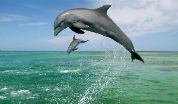 Foto: golfinho nariz-de-garrafa