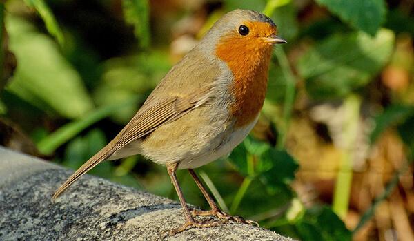 Photo: Robin bird