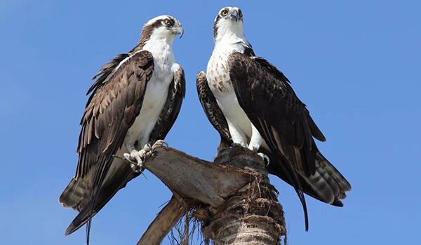 Foto: Um par de águias-pesqueiras