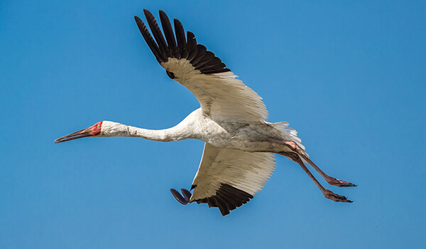  Photo: What a white crane looks like