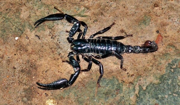 Photo: Imperial Scorpion
