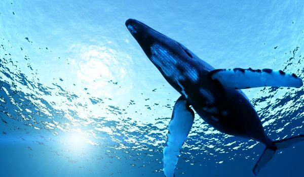 Foto: Baleia azul marinha