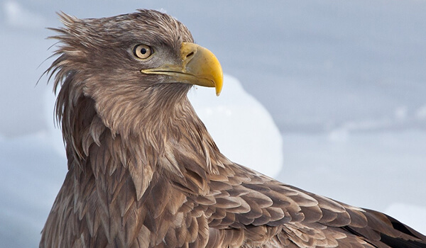 Photo: White-tailed Eagle in Russia