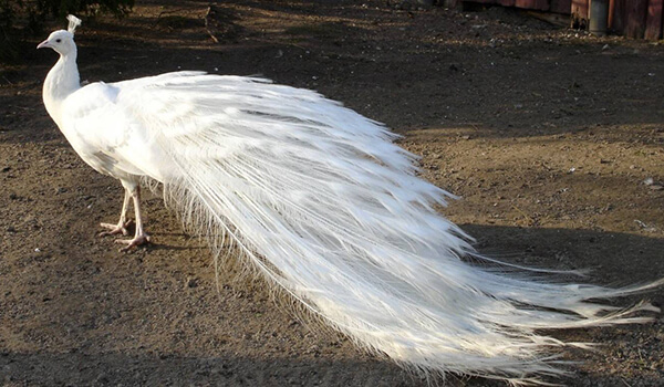Foto: Hermoso pavo real blanco