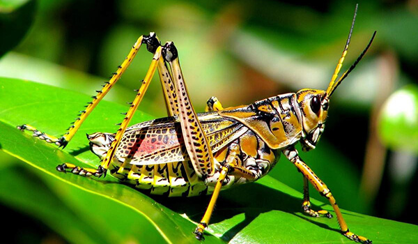 Foto: Gräshoppa i naturen