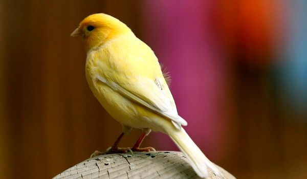 Photo: Canary Bird