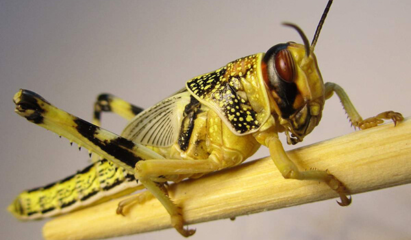 Photo: What a locust looks like