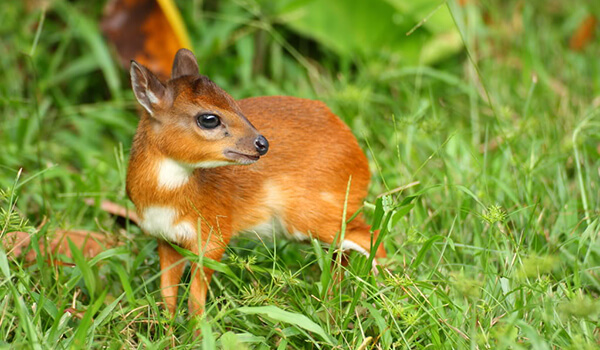 Photo: Small pygmy antelope