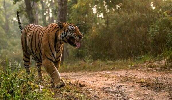 Foto: Livro vermelho do tigre indiano