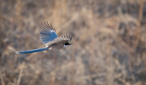 Photo: Blue Magpie