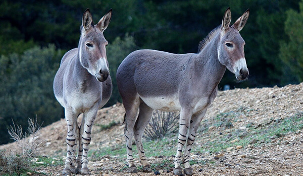 Photo: Pair of donkeys