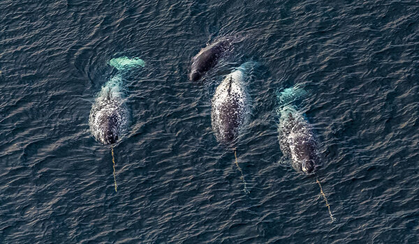 Photo: Baby Narwhal