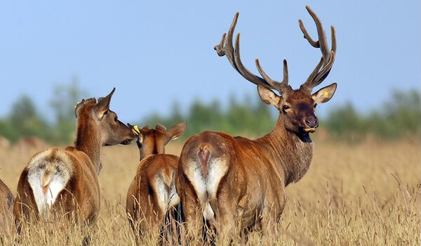 Photo: Red deer calf