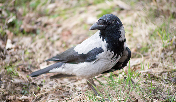 Foto: Como é o corvo cinza