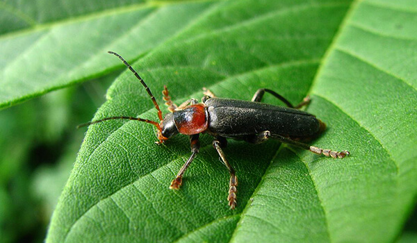 Foto: insecto escarabajo bombero