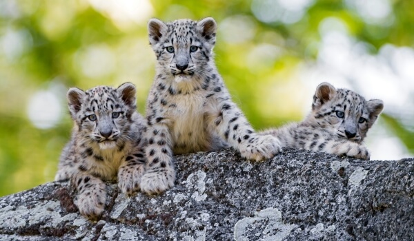 Photo: Snow leopard kitten