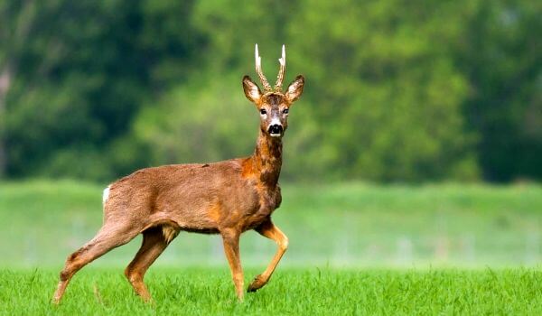 Photo: European roe deer
