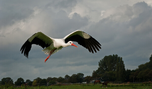  Photo: White stork bird