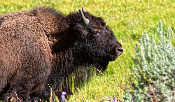 Photo: American bison