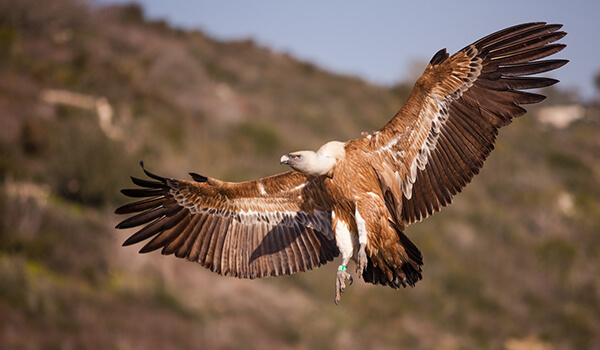 Foto: Griffon Vulture i Rusland