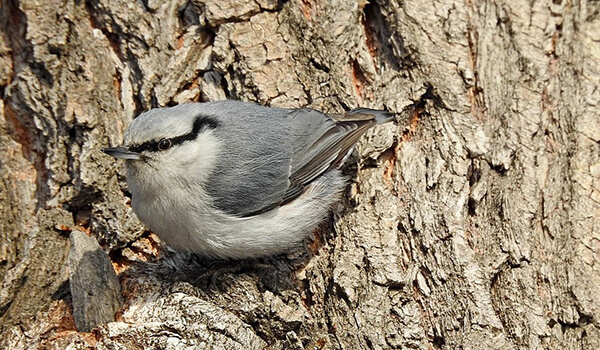 Photo: Common Nuthatch in nature