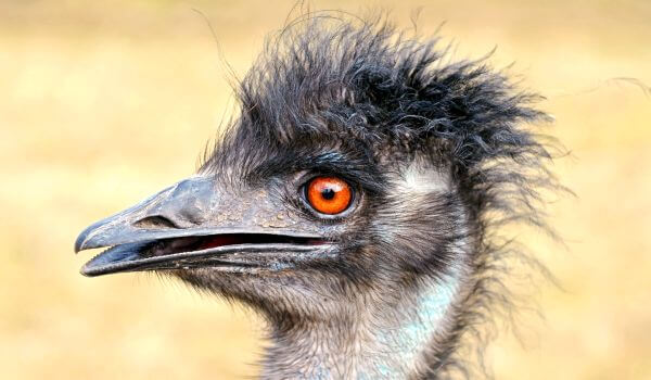 Photo: Emu bird 