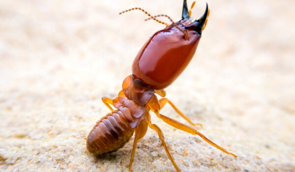 Photo: Termite Insect