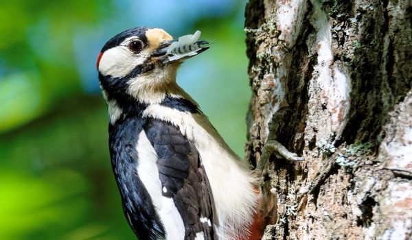 Photo: Spotted Woodpecker